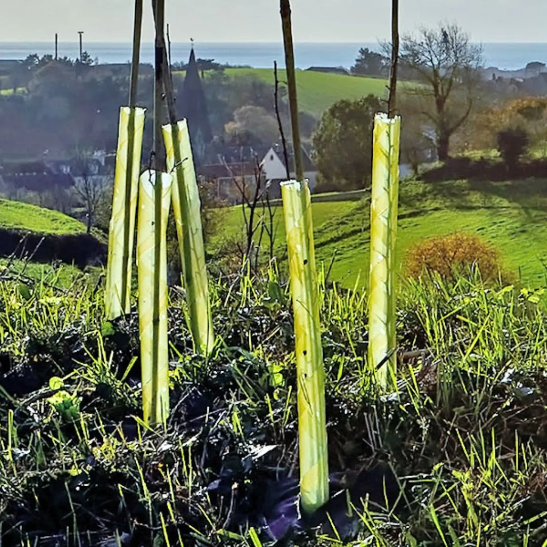 Bio-Spiral Tree Guards